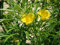 10 Thevetia peru Samen, glückliche Mutter, gelbe Oleander, mexikanische Oleander Baumsamen