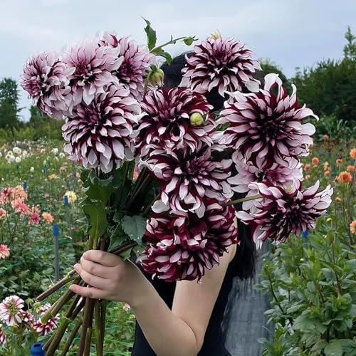 5 piezas tubérculos de dalia Comprar tubérculos de dalia invierno acónitos bulbos resistente perenne bulbos de flores flores tempranas bulbos de dalia Los tubérculos de dalia son