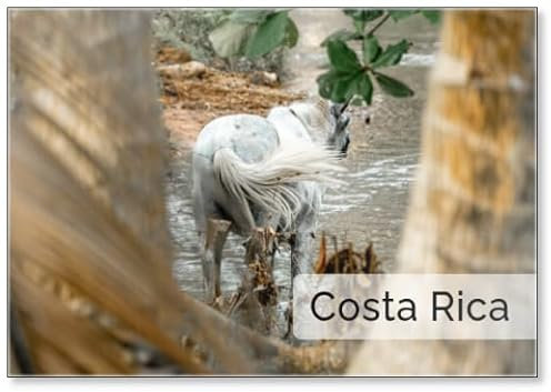 Kühlschrankmagnet Pferd stehend auf der Weide in Costa Rica