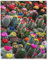 Puzzles 1000 Teile für Erwachsene，Wunderschöner Kaktus，Klassische Puzzle Teenager Jungen Mädchen Puzzle Lustige Familienpuzzles In Premium-Qualität Zum Geburtstag（38x26cm）-F96