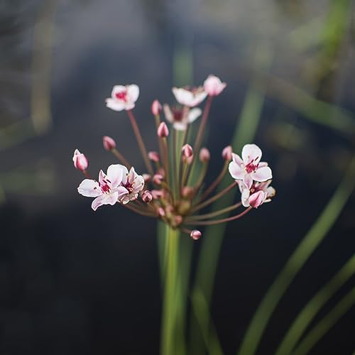 10 pcs Schwanenblume Samen Winterharte Stauden Dauerblüher (Butomus umbellatus) Winterharte Stauden Zimmerpflanzen Samen Teichpflanzen Winterhart Teichpflanzen Exotische Pflanzen Wasserpflanzen