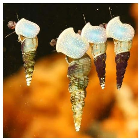 AQ4Aquaristik 10 x Brackwasser Turmdeckelschnecke - Melanoides tuberculatus