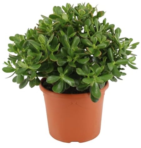 Plant in a Box - Crassula ovata 'Minor' M - Plante d'intérieur - Succulente - ⌀ 17 cm - Hauteur 30-35 cm