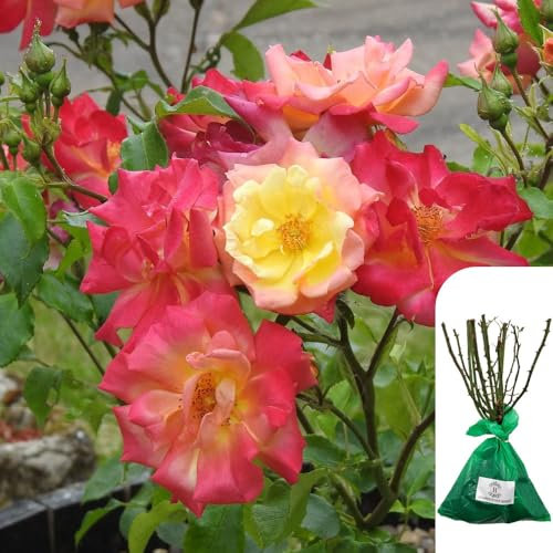 1 x Rosa Masquerade - Bare Root Pink and Yellow Climbing Rose, Fragrant Two-Tone Blooms for Trellises, Fences & Arches, Height 3-4m -When Only The Best Will Do - Top Grade “A” Roses