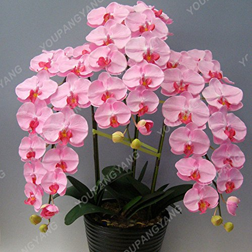 100 Samen/pack Japanische Radiata Samen weißer Reiher Orchid Seeds Welt Seltene Orchideen-Arten Weiße Blumen Orchidee Gartenpflanze Klar