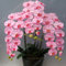 100 Samen/pack Japanische Radiata Samen weißer Reiher Orchid Seeds Welt Seltene Orchideen-Arten Weiße Blumen Orchidee Gartenpflanze Klar