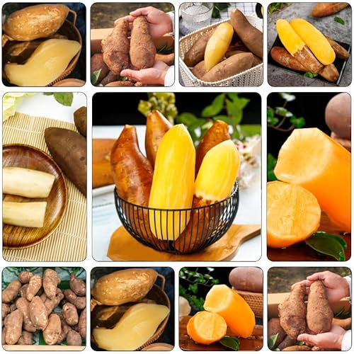 Yacon Samen - topfpflanzen obstsamen säulenobst stauden winterhart mehrjährig Yacon pflanzen winterhart draußen gartenpflanzen zimmerpflanzen geschenke für gartenliebhaber hochbeet 250pcs