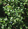 Kegelschnitt Japanische Stechpalme Ilex Glori Gem 50-60cm - ilex crenata