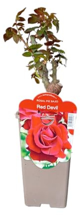 Planta de Rosas Arbustivas – Rosal Rojo Vivio Para Exterior e Interior