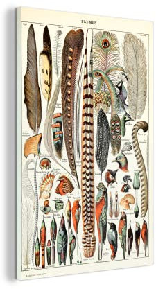 MuchoWow Glasbild Glasfoto Wandbild Bilder Deko 100x150 cm Federn - Vogel - Tiere
