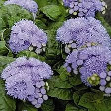 Semillas de plantas de menta gatuna 100 piezas