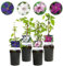 Rampicante - Clematis Rainbow - Fiore Rosa Bianco Viola Rosso - Bassa manutenzione - 4 piante - 30-40cm - Ø10cm - Pianta da giardino
