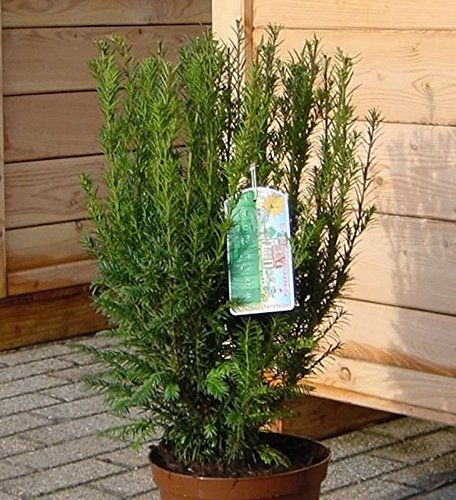 Heckeneibe Westerstede 25-30cm - Taxus baccata
