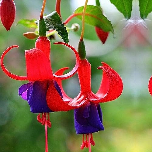 100 pcs fuchsien pflanzen winterhart samen - kleines geschenk für frauen winterharte stauden mehrjährig Fuchsiensamen flowers hochbeett deko pflanze bienen wiese winterfeste
