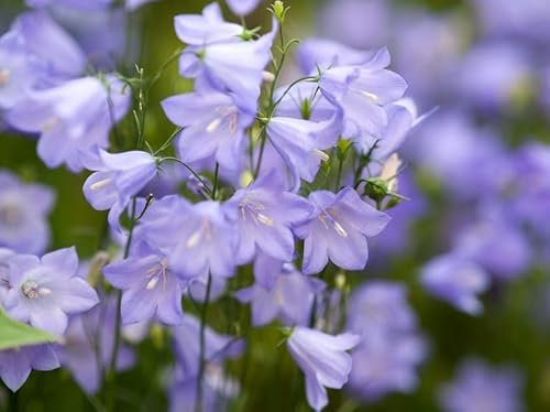 Campanula rotundifolia | Harebell | 6 Plug Plants | Wildflower