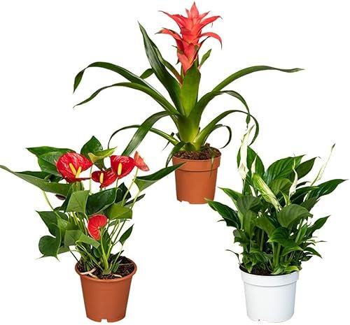 DECOALIVE Tres Plantas Interior con Flor: Anturio Rojo (Anthurium), Guzmania (Bromelia) y Lirio de la Paz (Spathiphyllum)