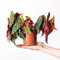 Begonia Maculata Planta Natural con Poco Riego Necesario