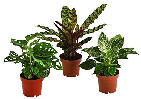 Dehner Pflanzenset Trend, 3 Sorten Monstera, Philodendron und Korbmarante, je 20-25 cm, Ø Topf je 12 cm, Zimmerpflanzen