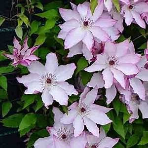 10 Halbblumen aus Clematis