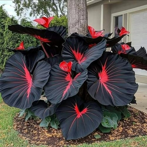 Elefantenohr,mehrjährig winterhart Elefantenohren,ausgewählte Qualität,große und schöne Blätter für einen bezaubernden Garten,Seltene Farbe-3Rhizome-J