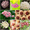 50 pcs hoya pflanze samen - plant winterfeste pflanzen für kübel sommerblumen blumensamen geschenk garten geschenke für frauen seed mittagsblume winterhart wildblumensamen bienenwiese