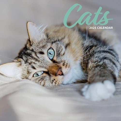 Katzenkalender 2025, traditioneller Kalender