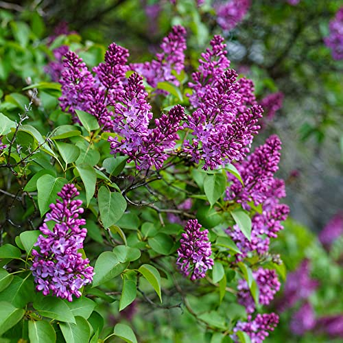 flieder blumen nelken samen - Syzygium aromaticum - Syringa Vulgaris zimmerpflanze deko pflanze nachhaltige geschenke seeds bonsai topf bodendecker winterhart mehrjährig 200 Stück