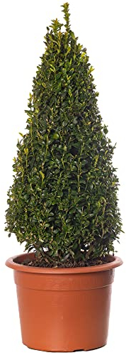Buxus Pirámide - Planta de Boj | Arbusto de Jardín Exterior en Forma de Topiaria Perenne