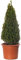 Buxus Pirámide - Planta de Boj | Arbusto de Jardín Exterior en Forma de Topiaria Perenne