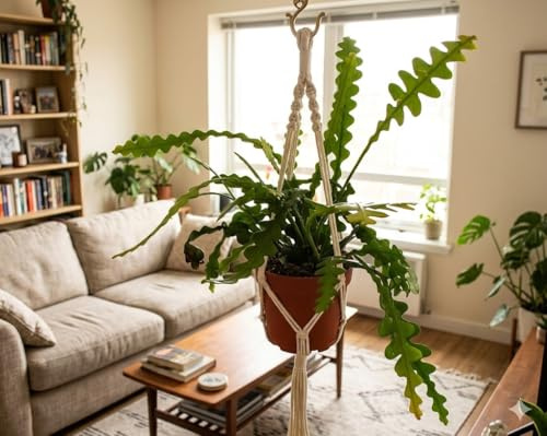 Sägeblattkaktus ca. 40cm – Epiphyllum anguliger – Ampel-Hängepflanze Rarität