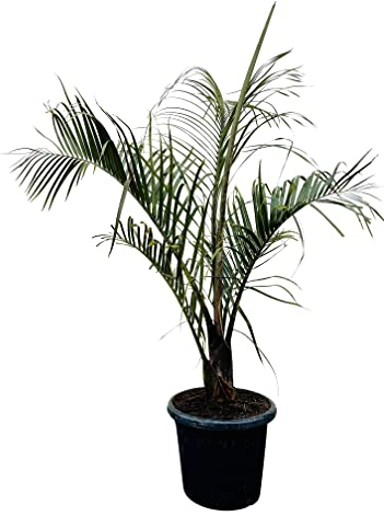 Tropictrees - Dypsis Decaryi - Dreieckspalme - Dypsis - Palme - A+