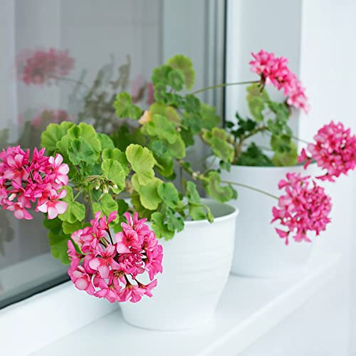 Semi Geranio Pianta Vera In Vaso Semi Fiori Perenni Giardino Piante Vere Da Esterno Aromatiche Semi Di Geranio Pianta Da Balcone In Vaso Fiori Decorativi Piante 50 Geranio Semi