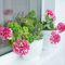 Semi Geranio Pianta Vera In Vaso Semi Fiori Perenni Giardino Piante Vere Da Esterno Aromatiche Semi Di Geranio Pianta Da Balcone In Vaso Fiori Decorativi Piante 50 Geranio Semi