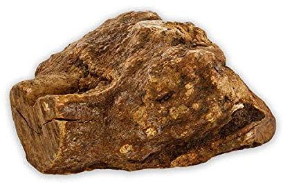 naftie Kauwurzel für kleinere Hunde - S - Wurzel-Holz der Baumheide - splitterfrei, fettarm, vegan - Kauspielzeug, Zahnpflege Hunde-Spielzeug