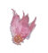 Uposao Plume Broche Corsage Epingle À Cheveux Fleur De Tête De Cristal Plume pour Femme Brooches De Mariage Coiffe Élégante Accessoires Carnaval, Halloween, Fête À Thème, Costume, Théâtre