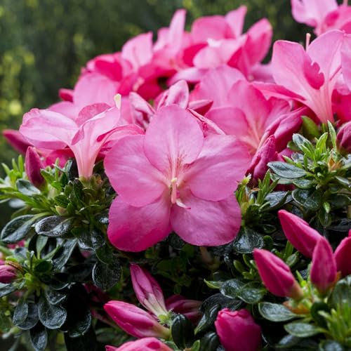 Pianta vera di Azalea impeditum Anouk - Diametro Vaso Ø 17 cm