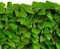 Floweringbeter Haie artificielle brise-vue réglable de 40 cm de haut - Motif feuilles - Pour jardin, balcon, cour - Décoration extérieure - Mur de plantes vertes (#2)