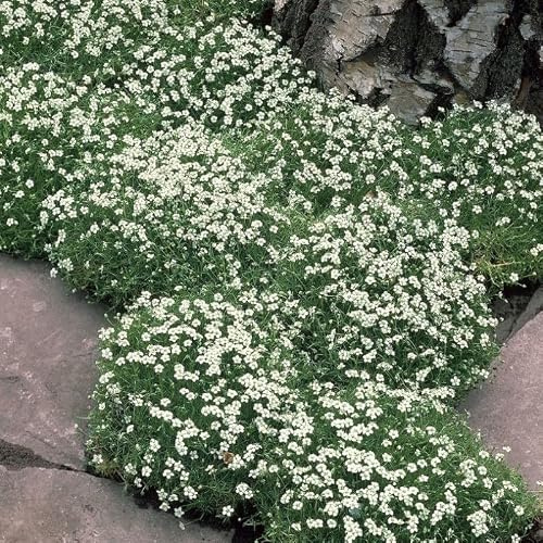 25 x Sagina subulata – Sternmoos Bodendecker| winterhart| pflegeleicht| ideal für Steingarten| Fugen & Rasenersatz