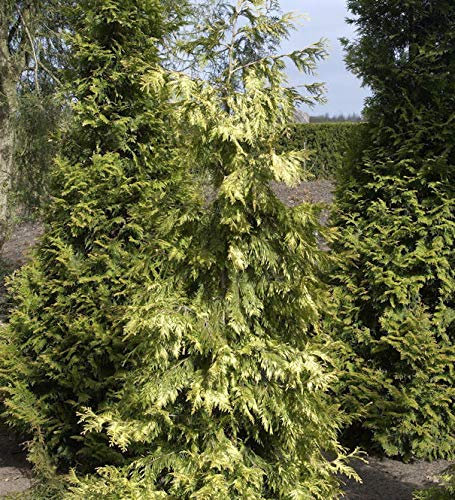 Lebensbaum Zebrina Extra Gold 40-60cm - Thuja plicata