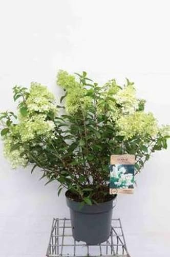 Hydrangea pan. 'Bobo'® - Rispenhortensie Bobo 60-80 cm Container