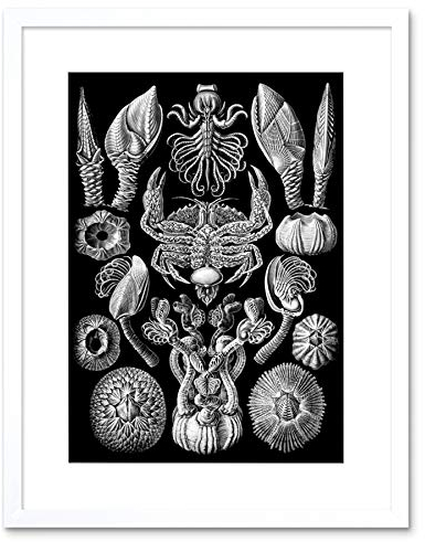 Wee Blue Coo Haeckel Plate 57 Barnacles Artwork Framed Wall Art Print 9X7 Inch Teller Wand