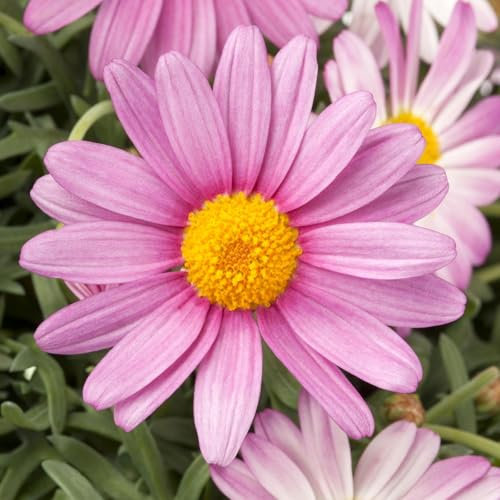 Margerite, rosa, Stamm, Topf-Ø 15 cm, 2 Pflanzen