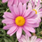 Margerite, rosa, Stamm, Topf-Ø 15 cm, 2 Pflanzen