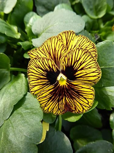 Viola Tiger Eye F1 15 Seeds