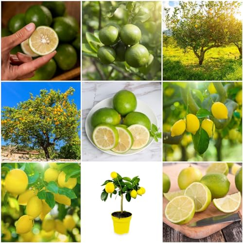 10 pcs zitronenbaum winterhart samen - obstsamen zimmerpflanzen wenig lichtbedarf zitrone, säulenobst plants robuste balkonpflanzen winterhart bonsai baum pflanzenkübel spezielle samen
