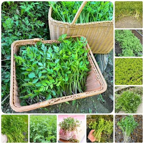 2000 piezas semillas de berro - Plantas de balcón resistentes semillas de plantas de berro, semillas saladas plantas resistentes al invierno para el jardín, de jardín de semillas