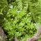 waldmeister pflanze samen - Galium odoratum - gewächshaus balkon samen dekopflanzen bonsai kaufen garten pflanzen blumendeko kräuterbeet für die küche pflanzensamen pflanzen für garten 55pcs