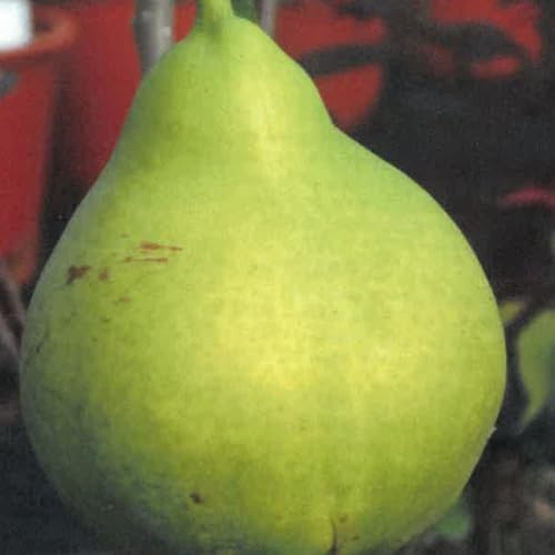 Plante Fruitière Poirier Nain En Vase Blanc (Photo Réelle)