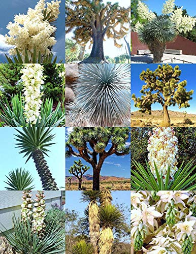 YUCCA MIX, seltene Palme exotische Agave Aloe Blume Sukkulente gemischte Samen 15 Samen