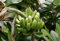 Aamish 100pcs graines de bananier plantain